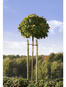 Baumpfahl kesseldruckimprägniert, grün, ca. 200 cm