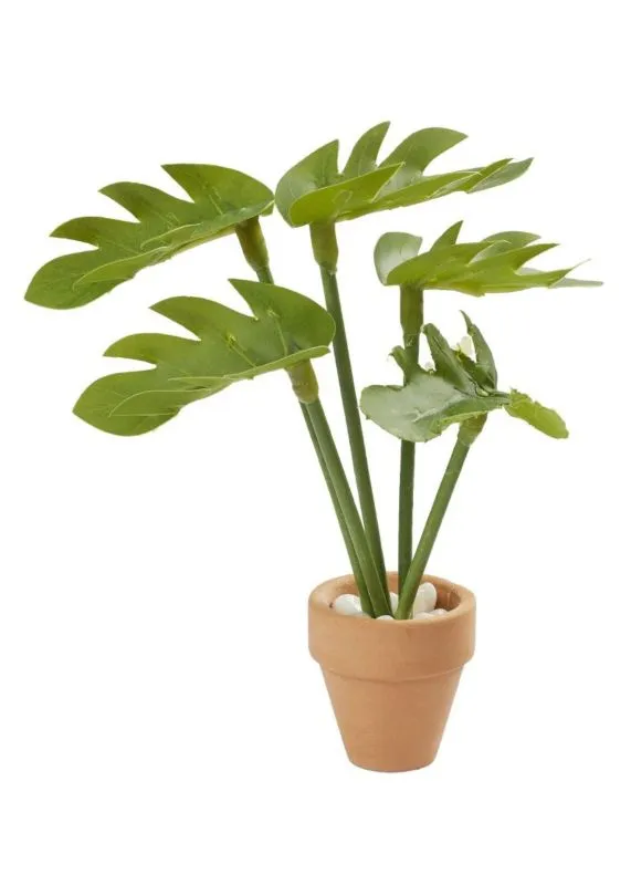 Zimmerpflanze Monstera